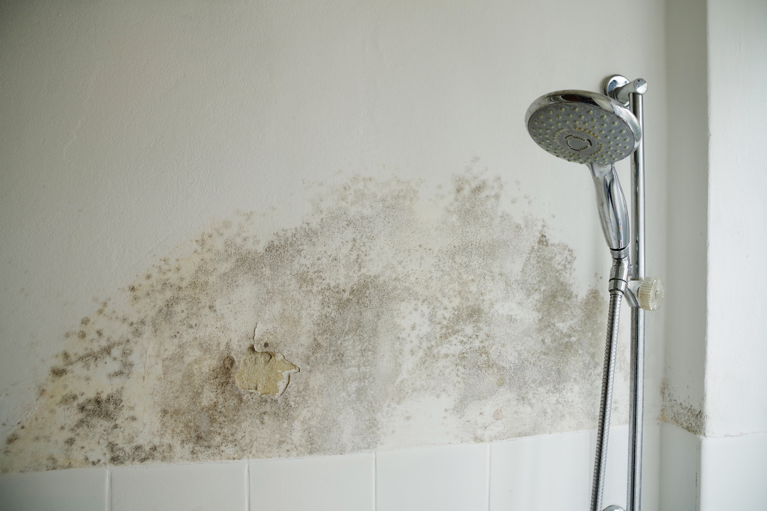 Mold on a bathroom wall